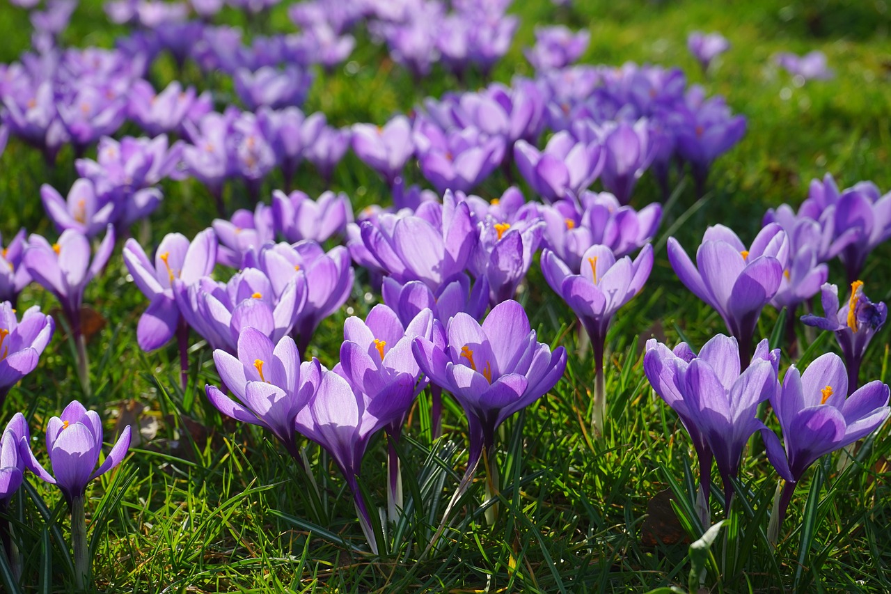 Crocus, Gėlių Pieva, Gėlės, Blütenmeer, Jau, Spalvinga, Spalva, Augalas, Pavasaris, Frühlingsblüher