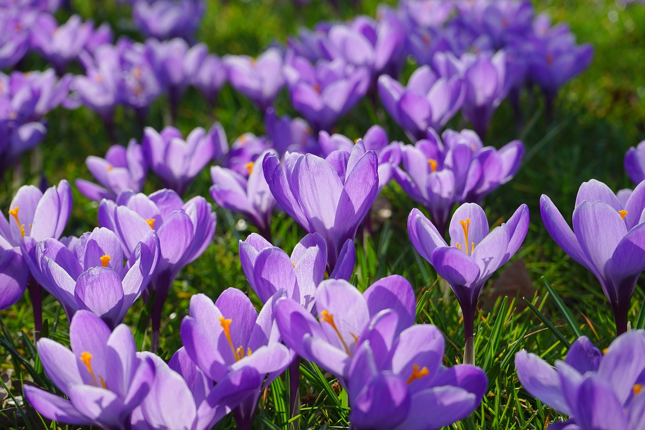 Crocus, Gėlės, Augalas, Pavasaris, Frühlingsblüher, Violetinė, Violetinė, Schwertliliengewaechs, Iridaceae, Dekoratyvinis Augalas