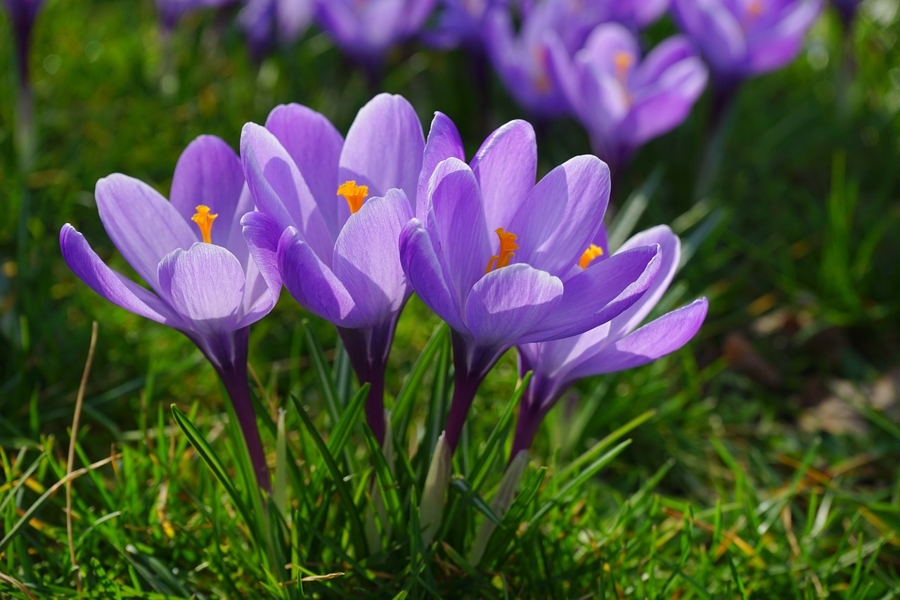 Crocus, Gėlės, Augalas, Pavasaris, Frühlingsblüher, Violetinė, Violetinė, Schwertliliengewaechs, Iridaceae, Dekoratyvinis Augalas