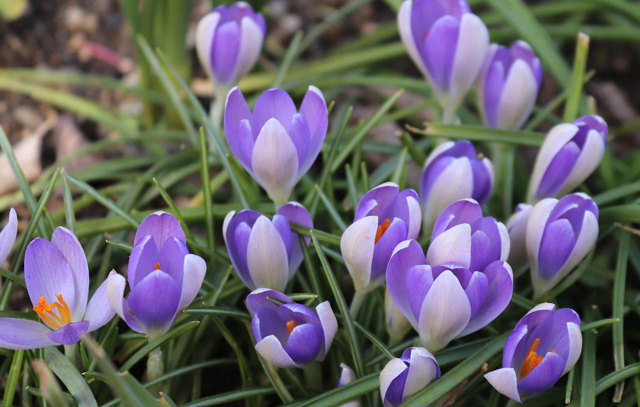 Crocus,  Pavasaris,  Gėlės,  Gamta,  Velykos,  Sezonas,  Augalas,  Balta,  Be Honoraro Mokesčio, Nemokamos Nuotraukos