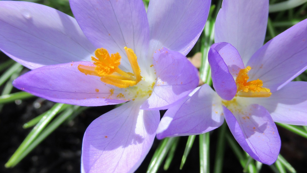 Crocus,  Gamta,  Gėlė,  Flora,  Sodas,  Sezonas,  Žiedas,  Be Honoraro Mokesčio, Nemokamos Nuotraukos,  Nemokama Licenzija