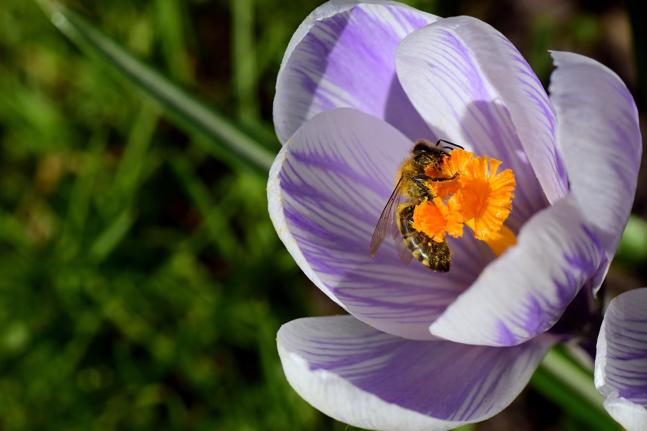 Crocus,  Bičių,  Surinkti,  Žiedadulkės,  Maistas,  Pavasaris,  Saulė,  Šviesa,  Sunkiai Dirbantis,  Paieška