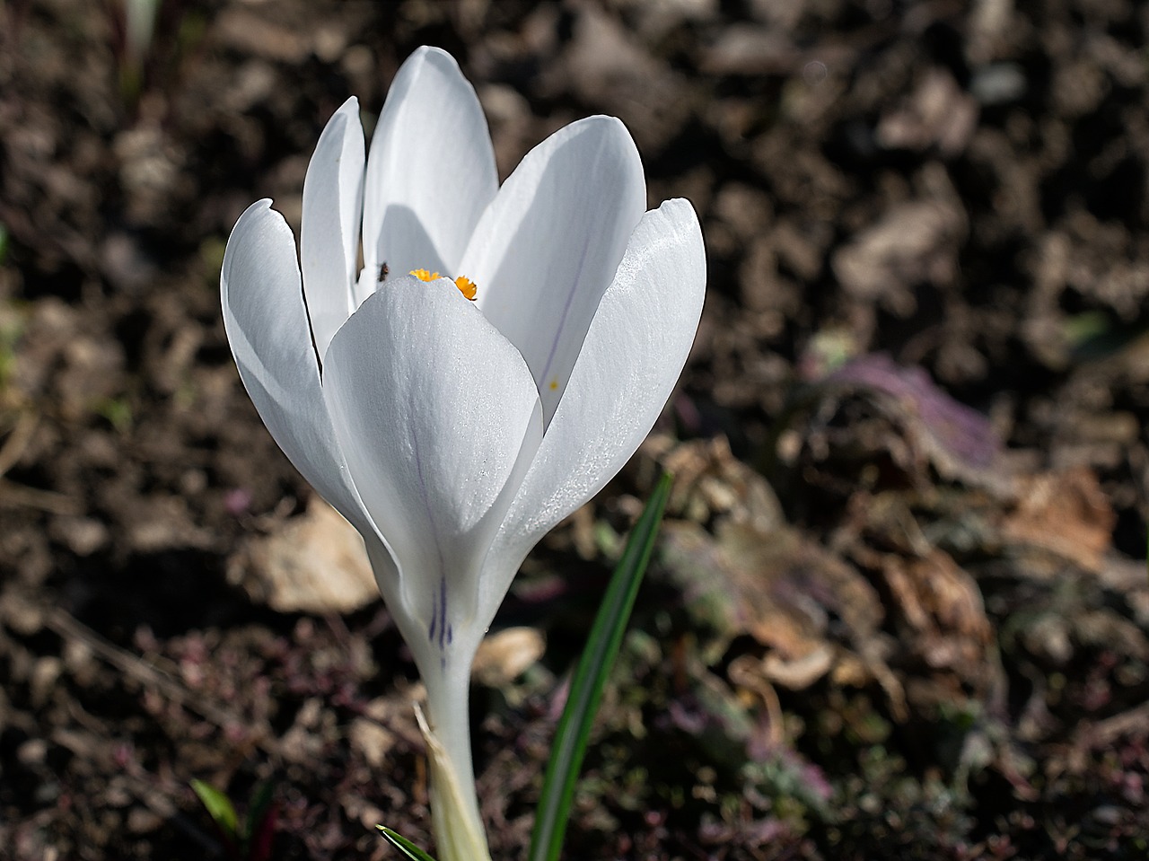 Crocus,  Gėlė,  Žiedas,  Žydėti,  Gamta,  Flora,  Augalas,  Pavasaris,  Žiedlapiai,  Mėlynas