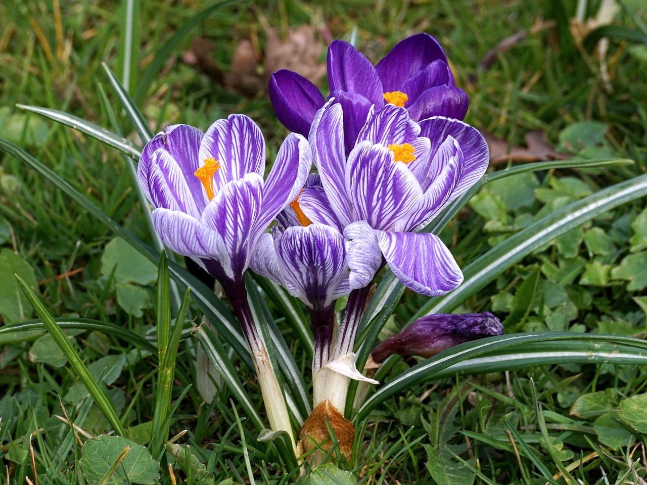 Crocus,  Schwertliliengewaechs,  Gėlė,  Augalas,  Žolė,  Pavasaris,  Šiltnamio Violetinė,  Violetinė,  Žiedas,  Žydėti