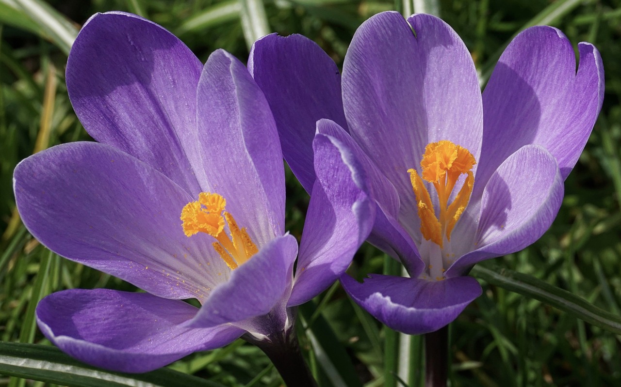 Crocus,  Schwertliliengewaechs,  Gėlė,  Augalas,  Žolė,  Pavasaris,  Šiltnamio Violetinė,  Violetinė,  Žiedas,  Žydėti