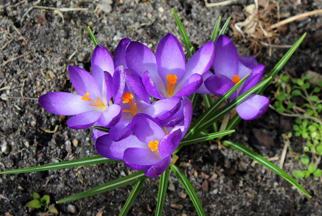 Crocus,  Pavasario Gėlės,  Pavasaris,  Gamta,  Gėlė,  Augalas,  Sezonas,  Be Honoraro Mokesčio, Nemokamos Nuotraukos,  Nemokama Licenzija