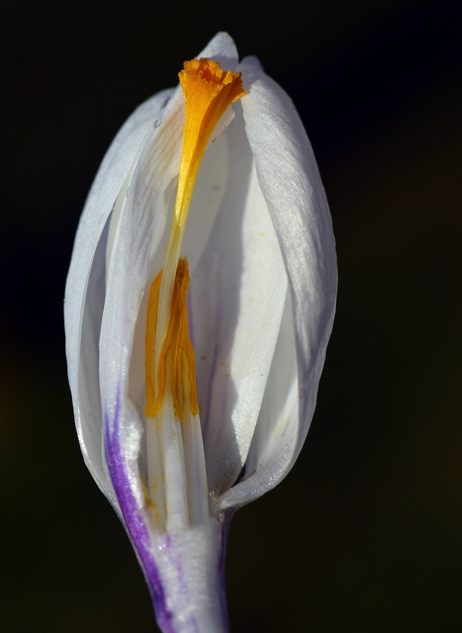 Crocus,  Balta,  Žiedas,  Žydėti,  Antspaudas,  Žiedadulkės,  Geltona,  Griežinėliais,  Atviras,  Budas