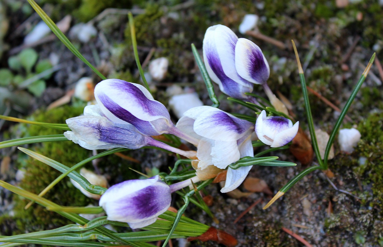 Crocus,  Pavasario Gėlės,  Balandis,  Pavasaris,  Gamta,  Gėlė,  Augalas,  Sezonas,  Lapai,  Be Honoraro Mokesčio