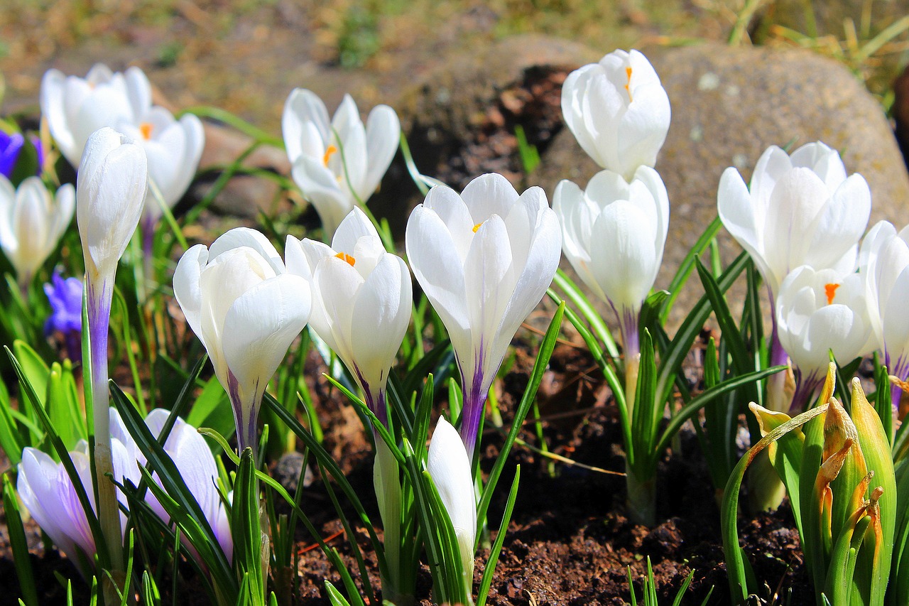 Crocus,  Balta,  Pavasario Gėlės,  Pavasaris,  Gėlė,  Gamta,  Augalas,  Žydi,  Be Honoraro Mokesčio, Nemokamos Nuotraukos