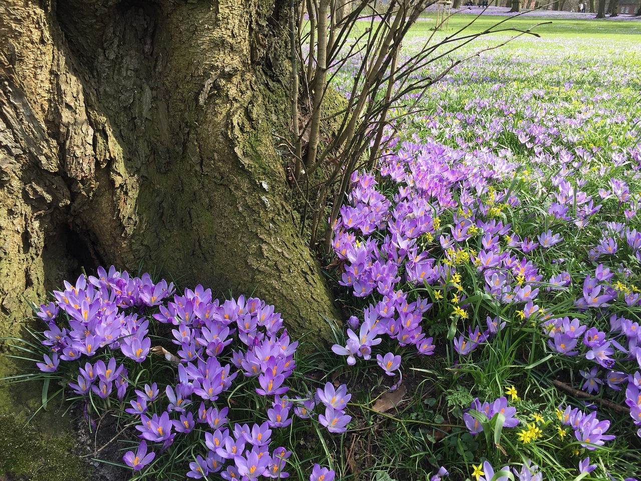 Crocus,  Žiedas,  Žydi,  Pavasaris,  Anksti Gama,  Husum,  Gėlė,  Augalų,  Pobūdį,  Gėlių