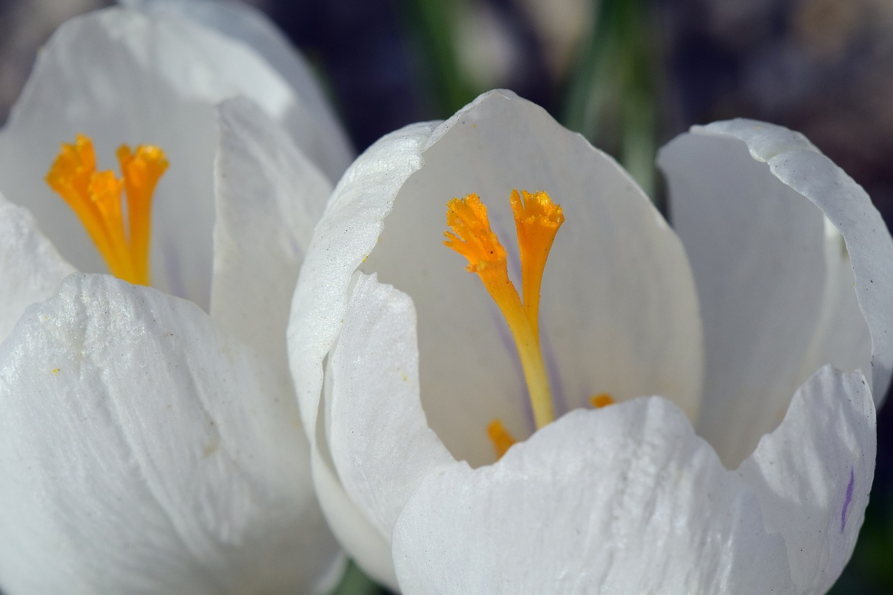 Crocus,  Baltos Spalvos,  Žiedas,  Žydi,  Iš Arti,  Spaudas,  Piestelė,  Geltona,  Šviesus,  Pavasaris