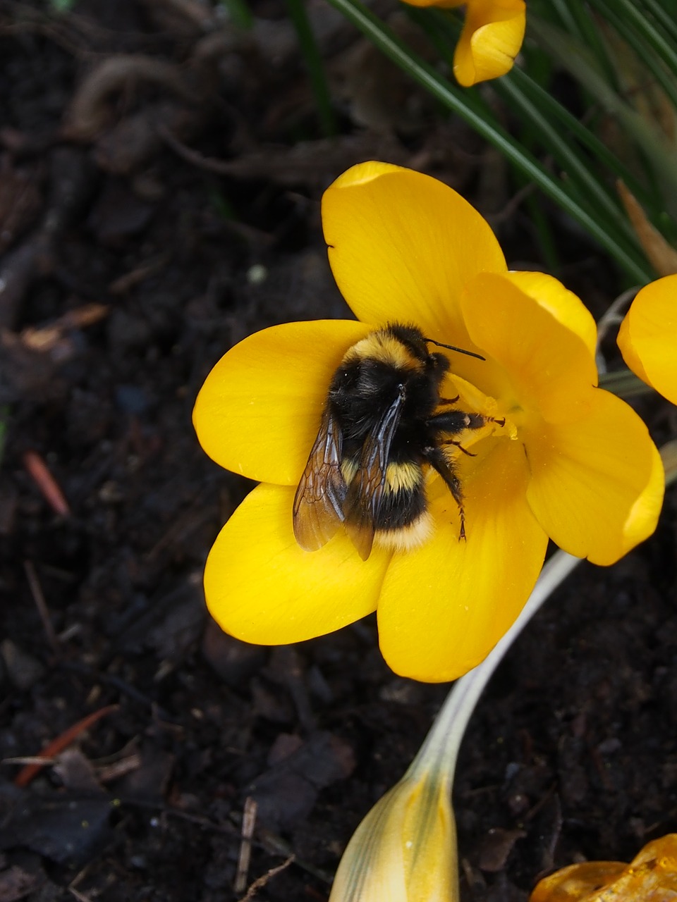 Crocus,  Geltona,  Hummel,  Frühlingsblüher,  Pavasaris,  Gėlė,  Geltonos Spalvos Gėlė, Nemokamos Nuotraukos,  Nemokama Licenzija