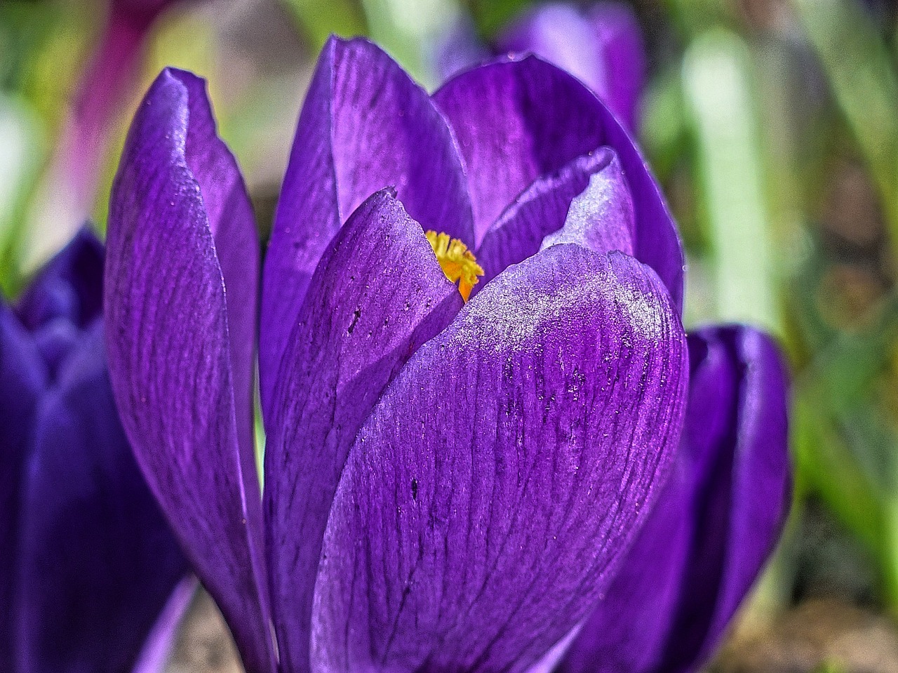 Crocus, Gėlė, Makro, Iš Arti, Pavasaris, Gamta, Žydi, Flora, Augalas, Sodas