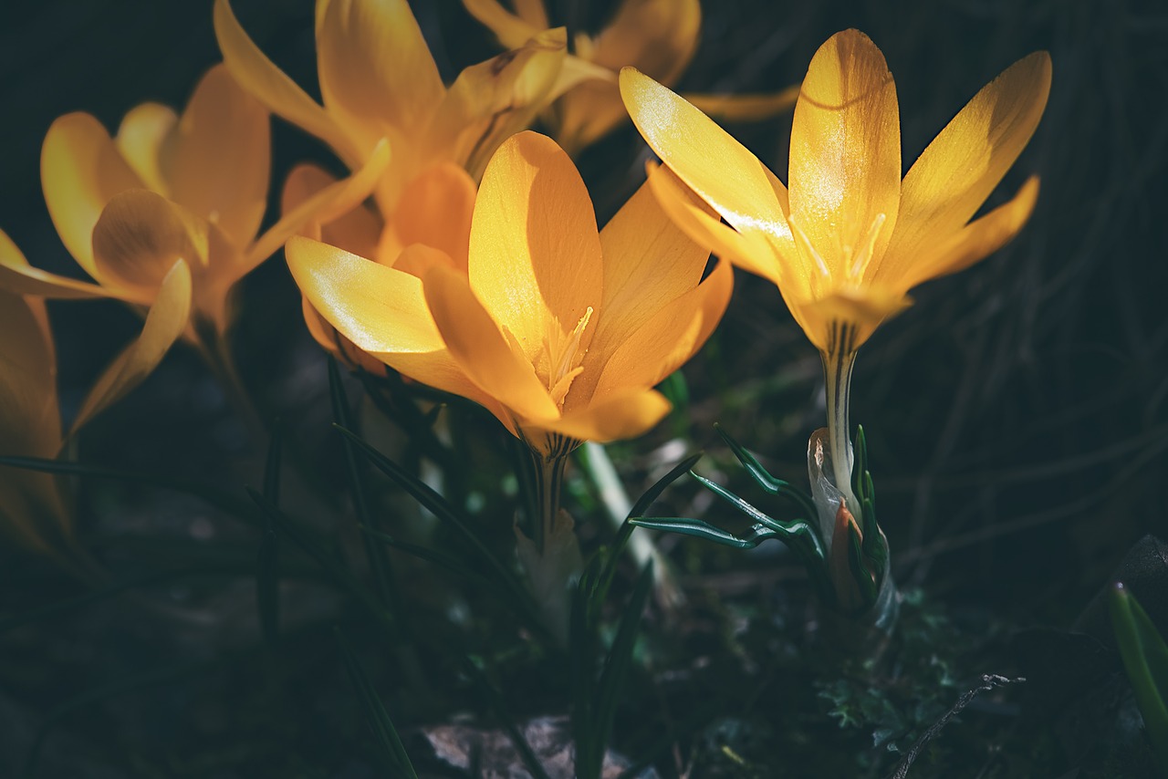 Crocus,  Geltona,  Įmonių Crocuses,  Pobūdį,  Gėlė,  Augalų,  Lapų,  Sodas,  Gėlių Sodas,  Pavasario Gėlė