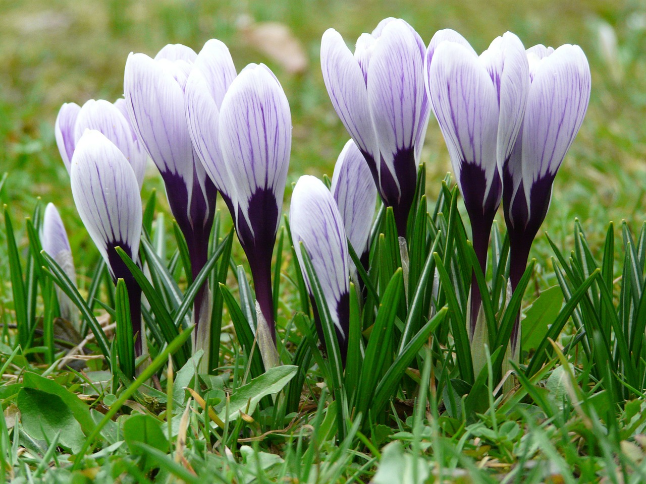 Crocus, Augalas, Sodas, Uždaryti, Makro, Gėlės, Pavasaris, Pieva, Spalvinga, Spalva