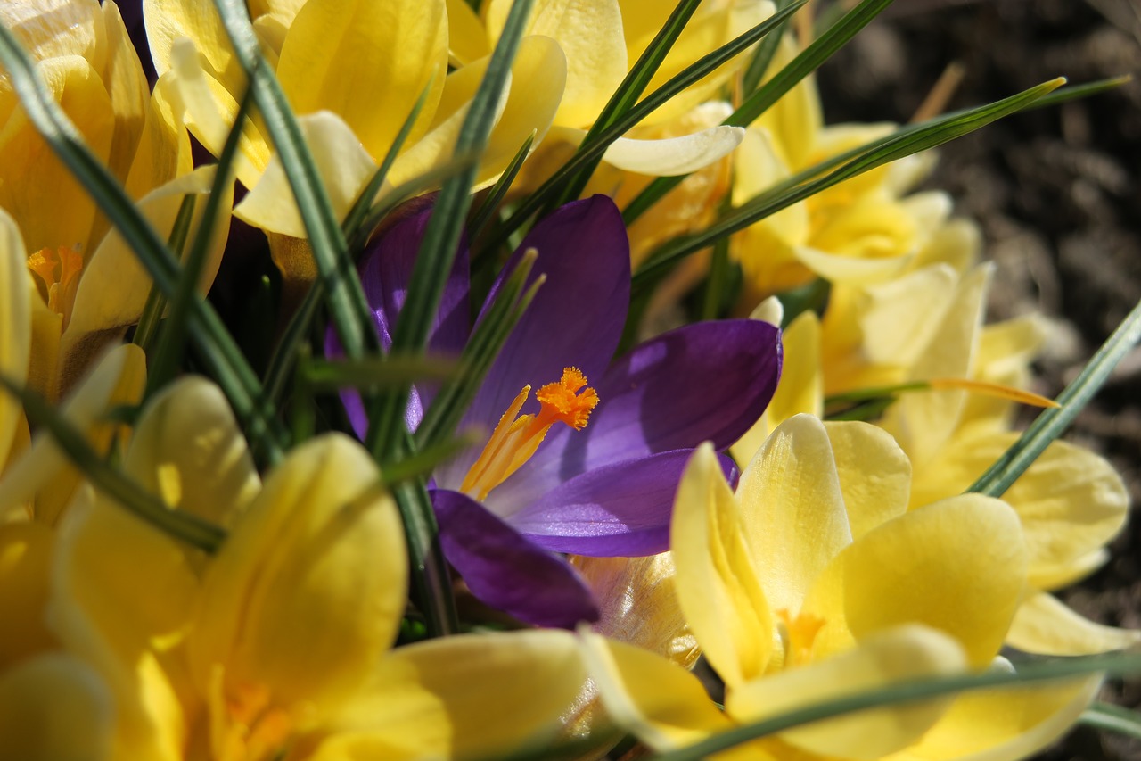 Crocus,  Gėlė,  Violetinė,  Geltona,  Pobūdį,  Augalų,  Velykos, Nemokamos Nuotraukos,  Nemokama Licenzija