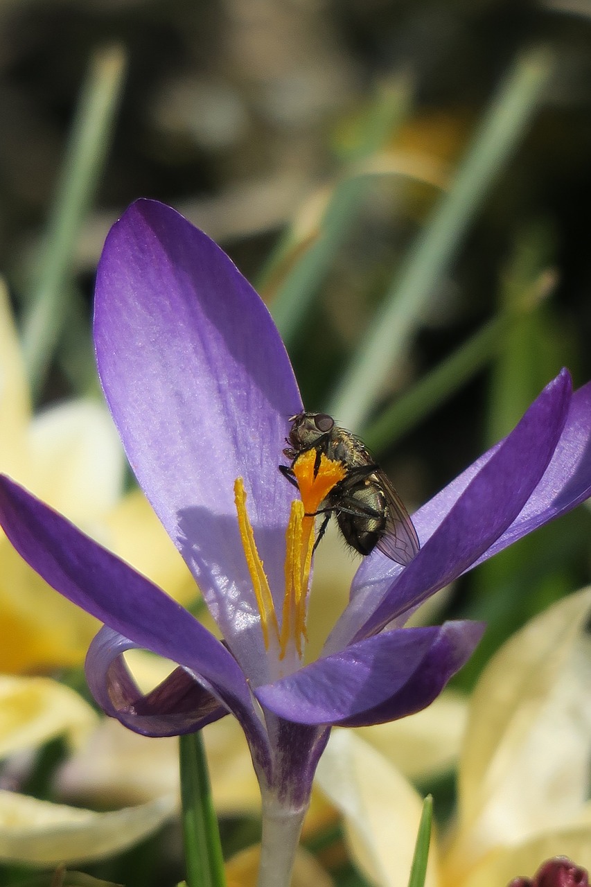 Crocus,  Skristi,  Pobūdį,  Gėlė,  Augalų,  Lapas, Nemokamos Nuotraukos,  Nemokama Licenzija