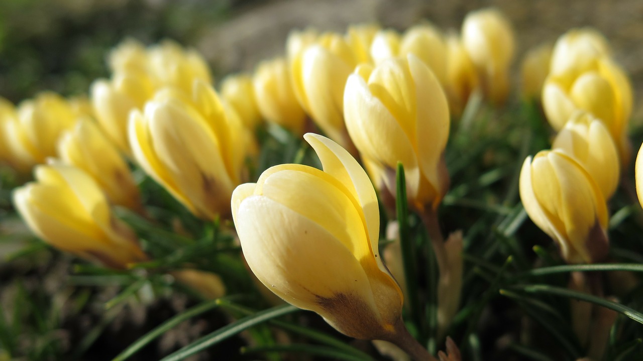 Crocus, Gėlės, Žydėti, Pavasaris, Geltona, Uždaryti, Nemokamos Nuotraukos,  Nemokama Licenzija