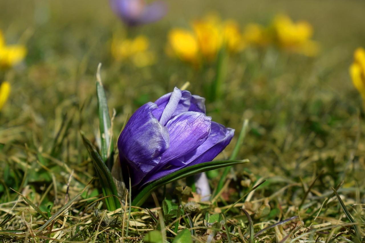 Crocus,  Gėlė,  Pavasaris,  Žolė,  Violetinė,  Pobūdį,  Violetinė, Nemokamos Nuotraukos,  Nemokama Licenzija