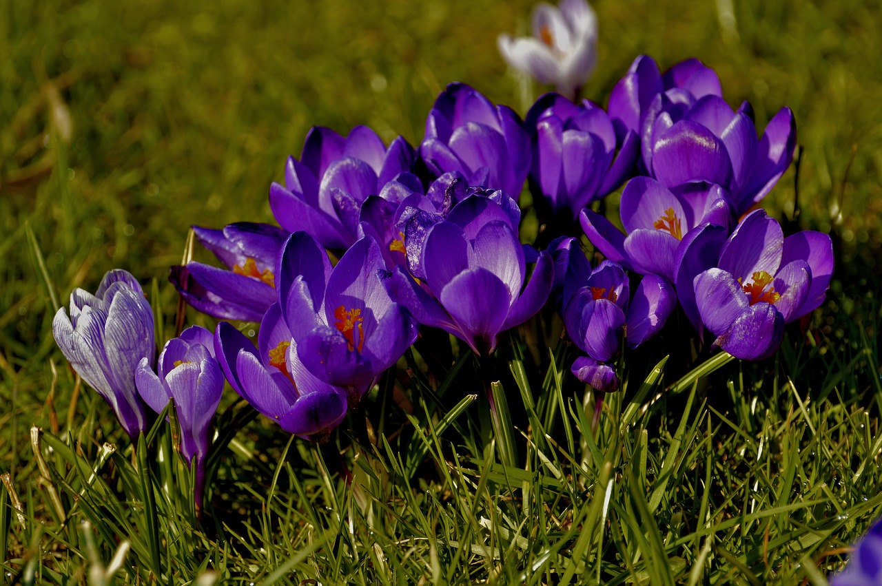 Crocus,  Gėlės,  Pobūdį,  Pavasaris,  Violetinė, Nemokamos Nuotraukos,  Nemokama Licenzija