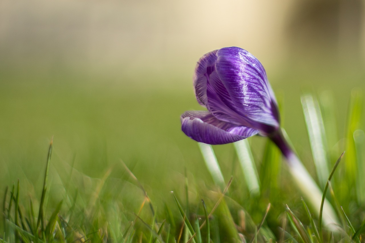 Crocus,  Žiedas,  Žydi,  Violetinė,  Pavasaris,  Michelau,  Vokietija, Nemokamos Nuotraukos,  Nemokama Licenzija