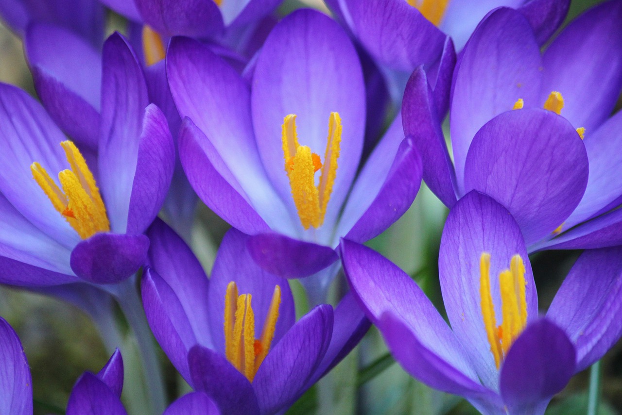 Crocus, Gėlė, Violetinė, Žiedas, Žydėti, Pavasaris, Uždaryti, Makro, Augalas, Gėlės