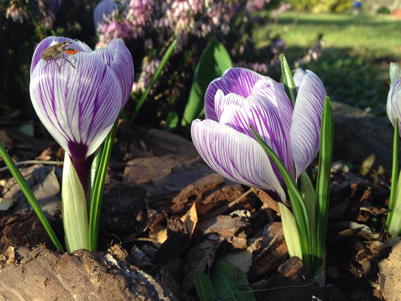 Crocus, Ankstyvas Bloomer, Vabzdys, Nemokamos Nuotraukos,  Nemokama Licenzija