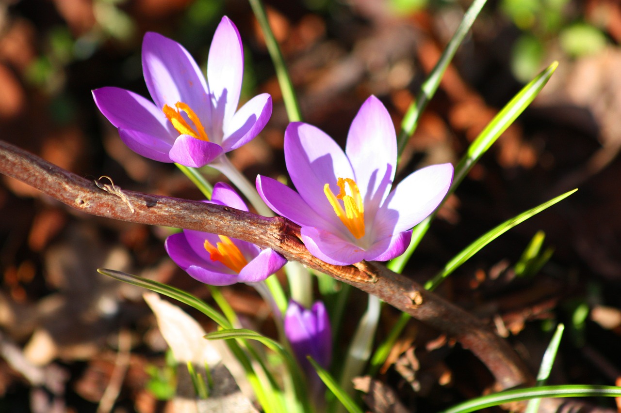 Crocus, Violetinė, Pavasaris, Gėlės, Žydėti, Augalas, Gamta, Pavasario Gėlė, Spalvinga, Farbenpracht