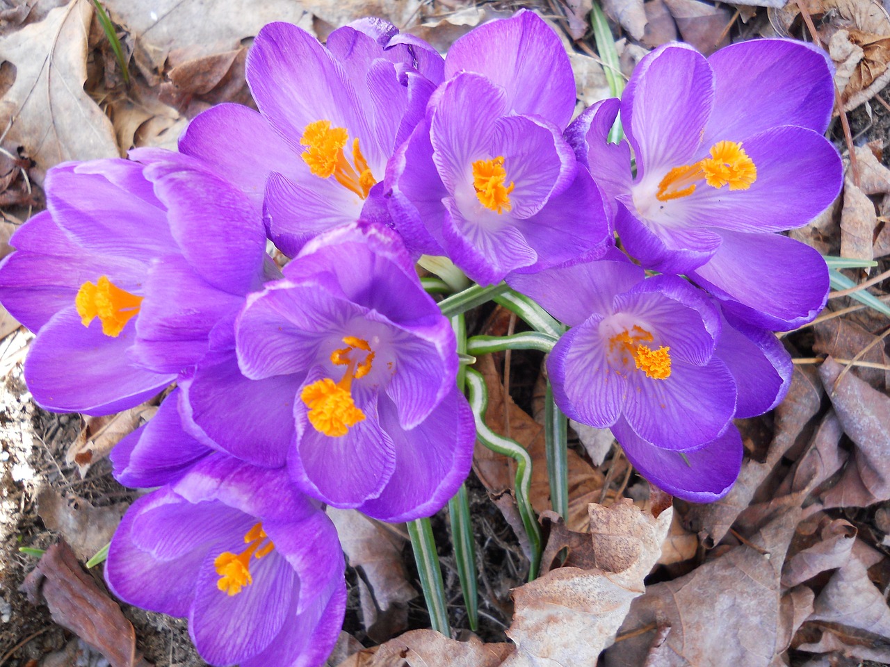 Crocus, Gėlė, Violetinė, Pavasaris, Žiedas, Gražus, Šviežias, Iš Arti, Balandis, Grožis