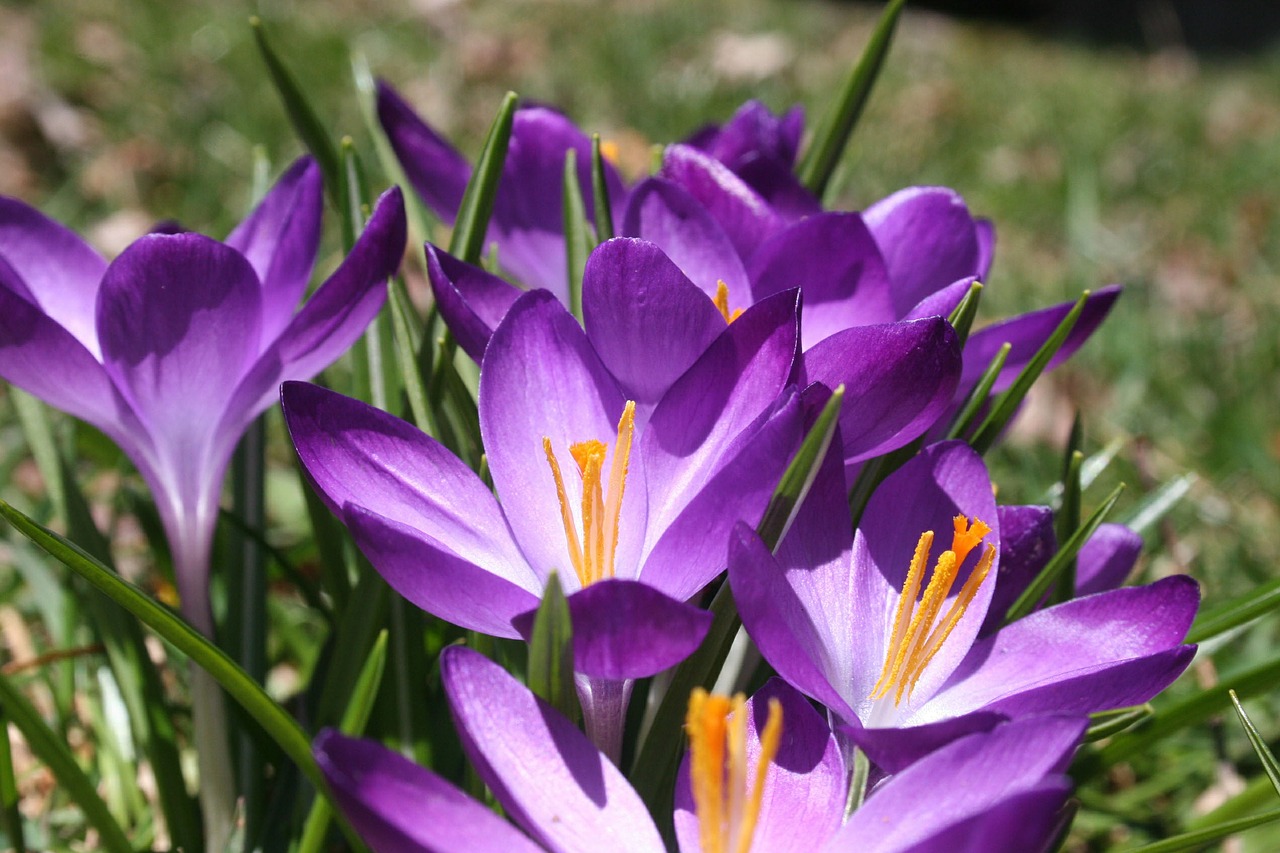 Crocus, Pavasaris, Violetinė, Gėlė, Žydėti, Gamta, Žolė, Sezoninis, Nemokamos Nuotraukos,  Nemokama Licenzija