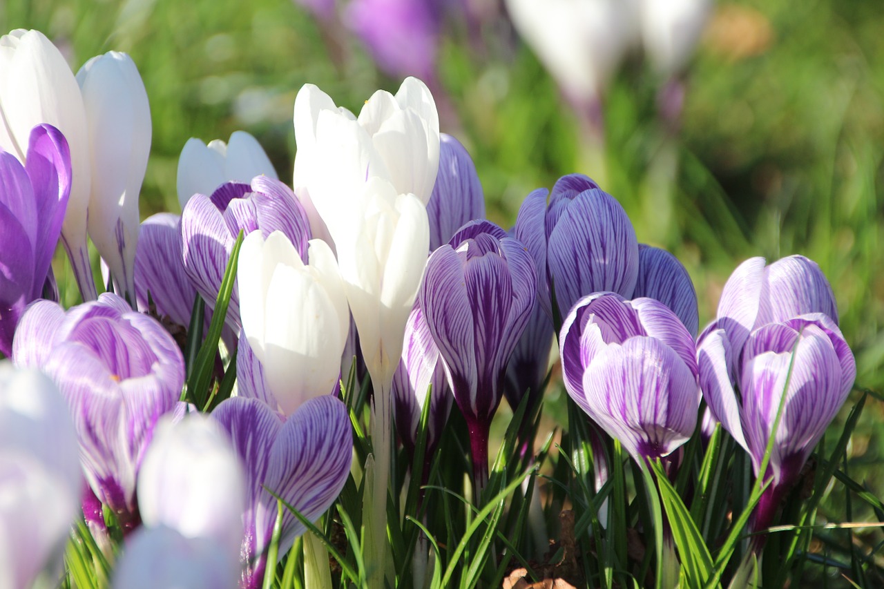 Crocus, Pavasaris, Augalas, Violetinė, Saulės Šviesa, Pilnai Žydėti, Uždaryti, Balta, Nemokamos Nuotraukos,  Nemokama Licenzija