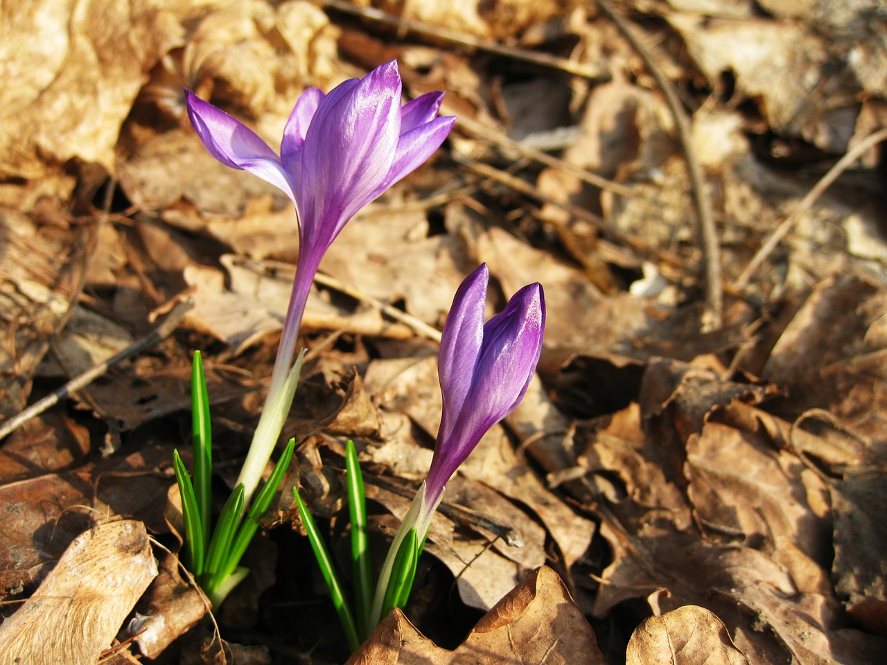 Crocus, Gėlė, Pavasaris, Violetinė, Saulės Šviesa, Nemokamos Nuotraukos,  Nemokama Licenzija