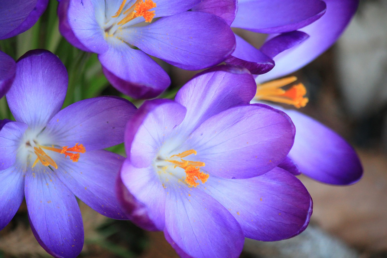 Crocus, Gėlės, Gėlė, Pavasaris, Violetinė, Pavasario Gėlė, Uždaryti, Pavasario Pranašys, Pilnai Žydėti, Švelnus