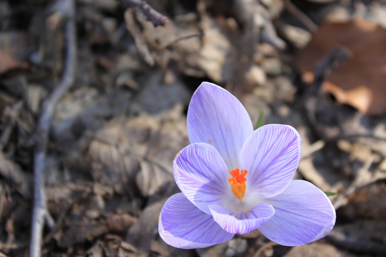 Crocus, Pavasaris, Gėlės, Žalias, Augalas, Makro, Nemokamos Nuotraukos,  Nemokama Licenzija