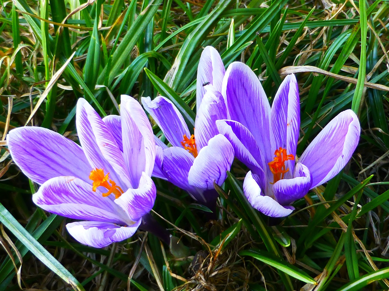 Crocus, Sniego Žiedai, Gėlės, Nemokamos Nuotraukos,  Nemokama Licenzija