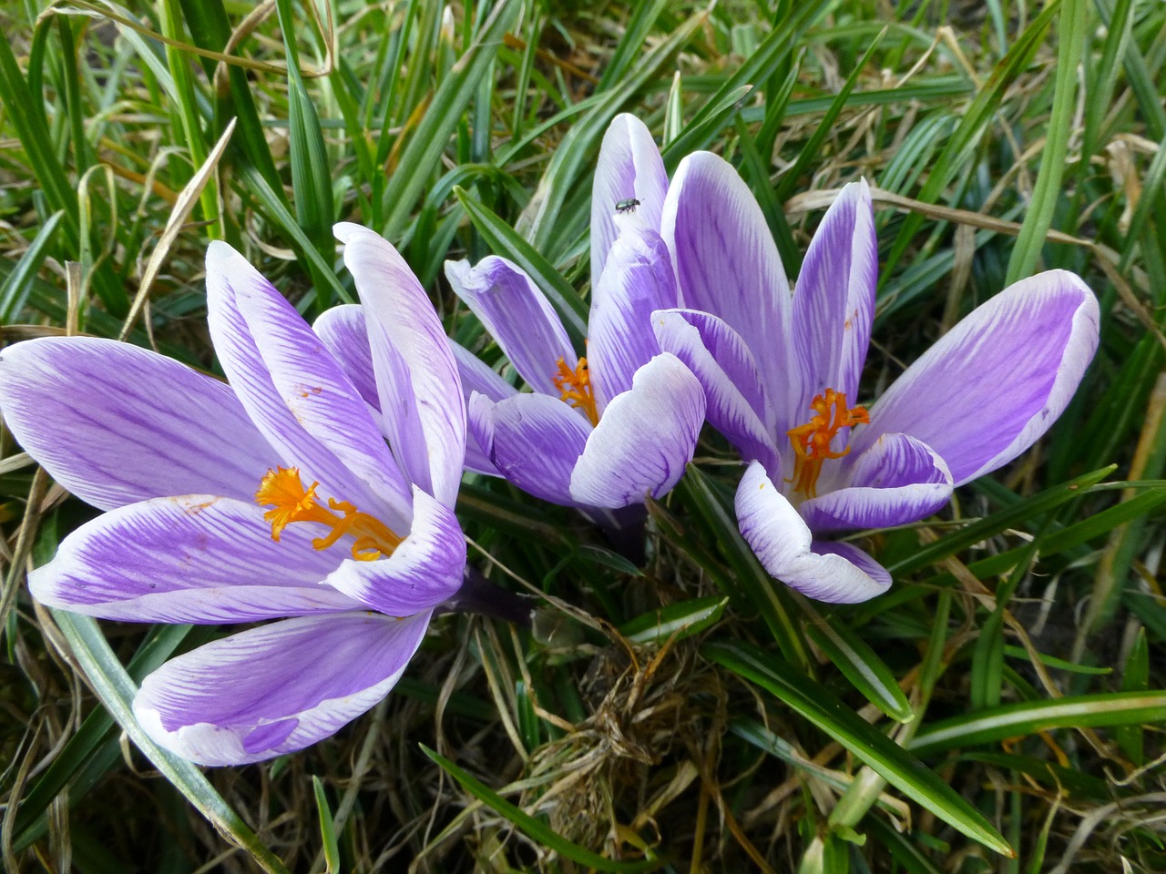 Crocus, Sniego Žiedai, Gėlės, Nemokamos Nuotraukos,  Nemokama Licenzija