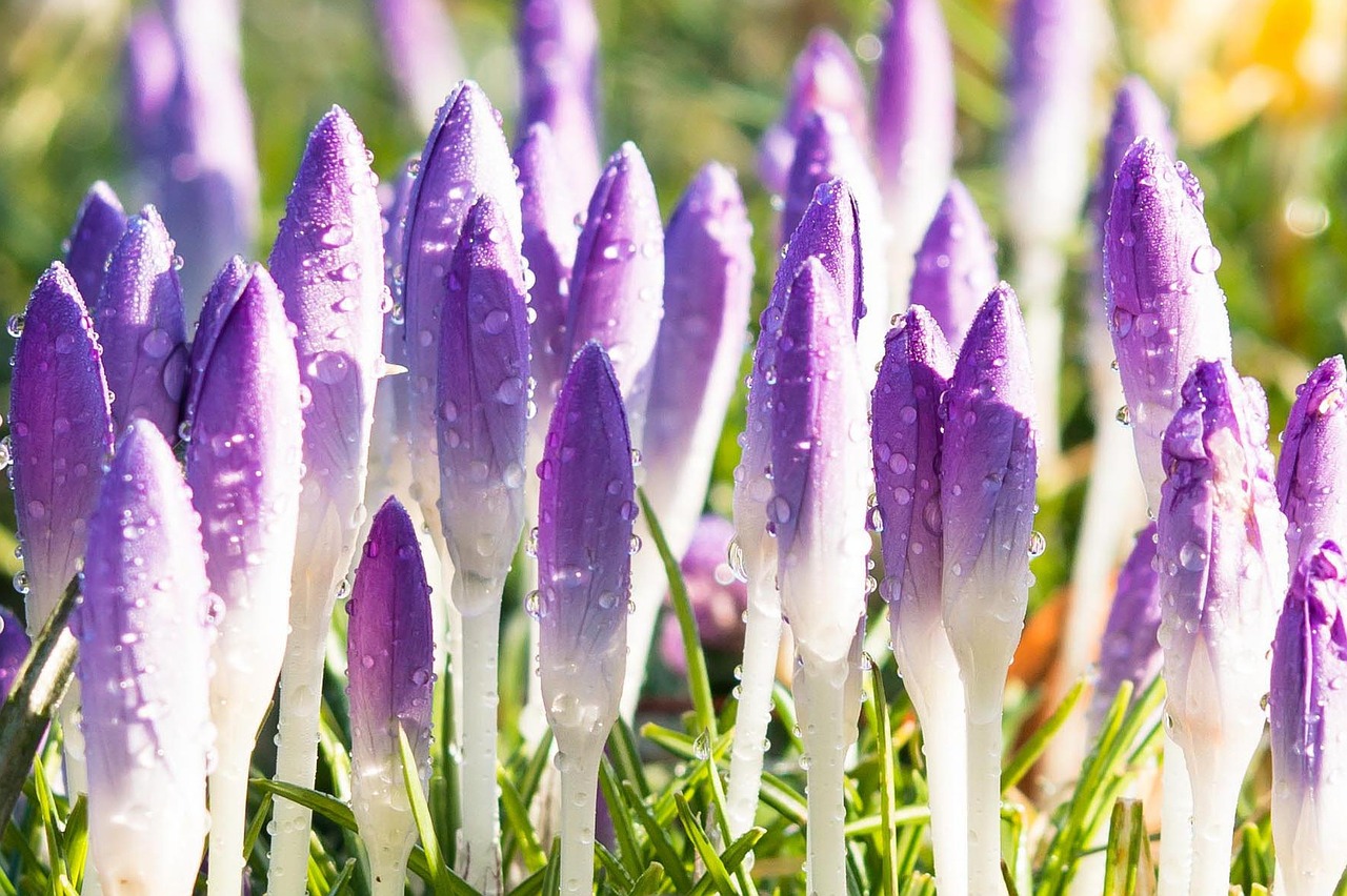 Crocus, Pavasaris, Gėlės, Violetinė, Violetinė, Pieva, Budas, Pavasario Pieva, Pavasario Karščiavimas, Nemokamos Nuotraukos