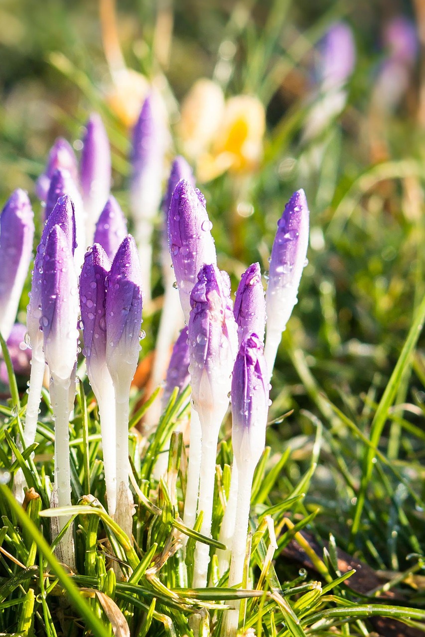 Crocus, Pavasaris, Gėlės, Violetinė, Violetinė, Pieva, Budas, Pavasario Pieva, Pavasario Karščiavimas, Nemokamos Nuotraukos