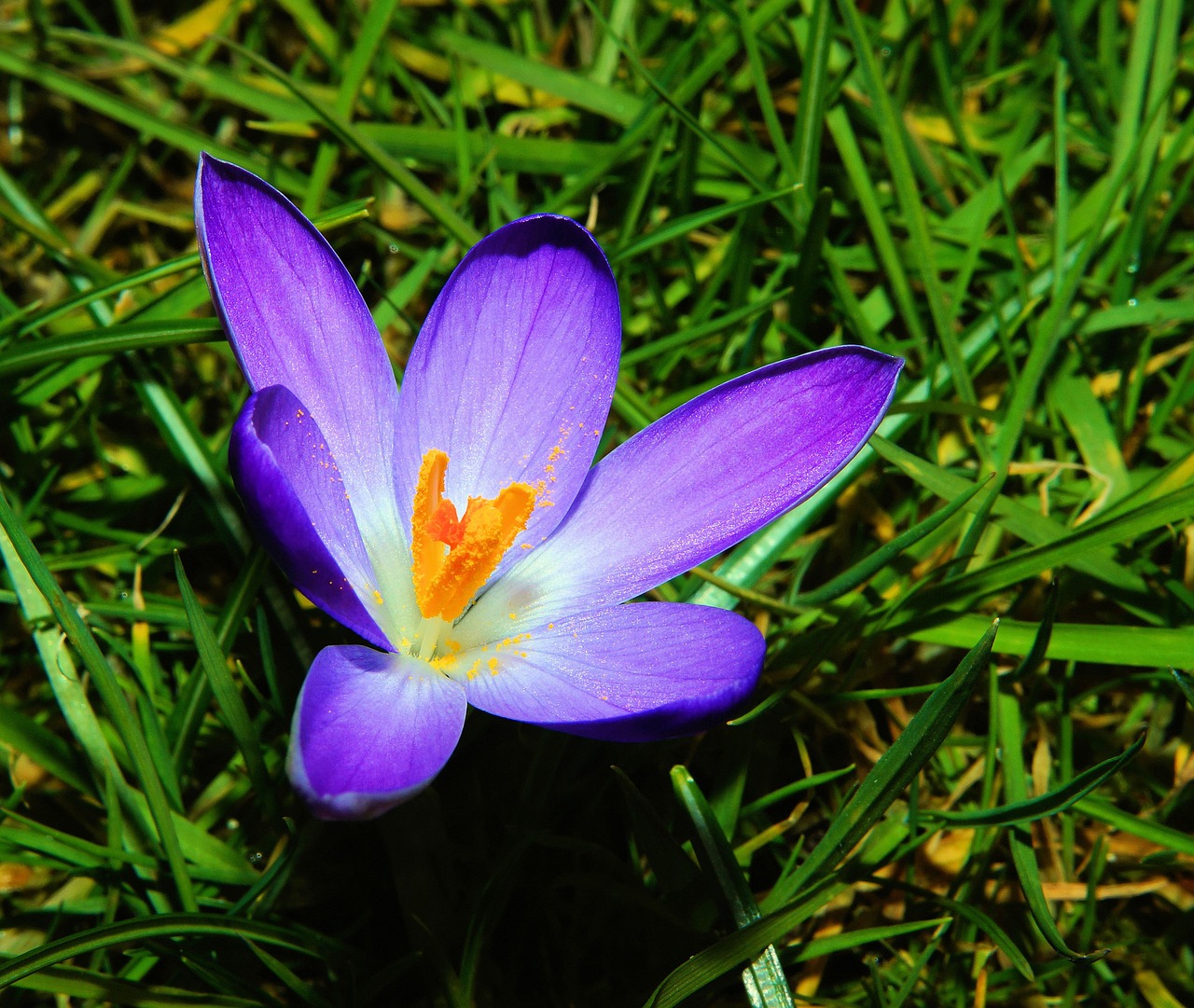 Crocus, Žiedas, Žydėti, Gėlė, Violetinė, Pavasaris, Uždaryti, Frühlingsanfang, Pavasario Gėlė, Augalas