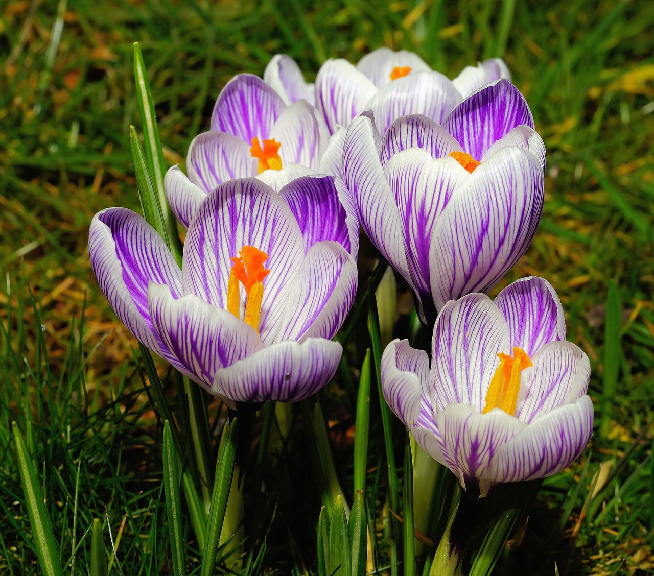 Crocus, Gėlės, Violetinė, Balta, Uždaryti, Švelnus, Gražus, Pavasario Požymiai, Frühlingsanfang, Fotografija