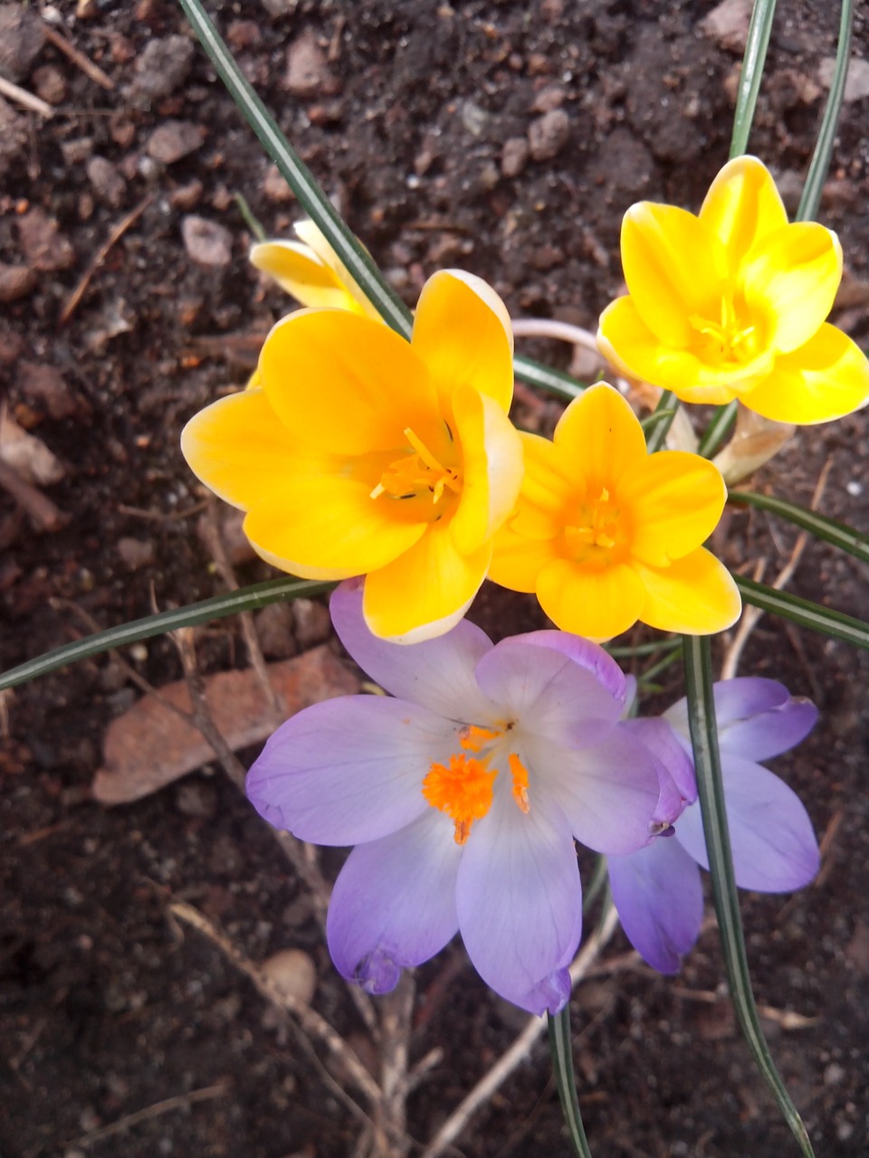 Crocus, Pavasaris, Violetinė, Žiedas, Žydėti, Pavasario Gėlė, Uždaryti, Geltona, Gamta, Pavasario Krokusas