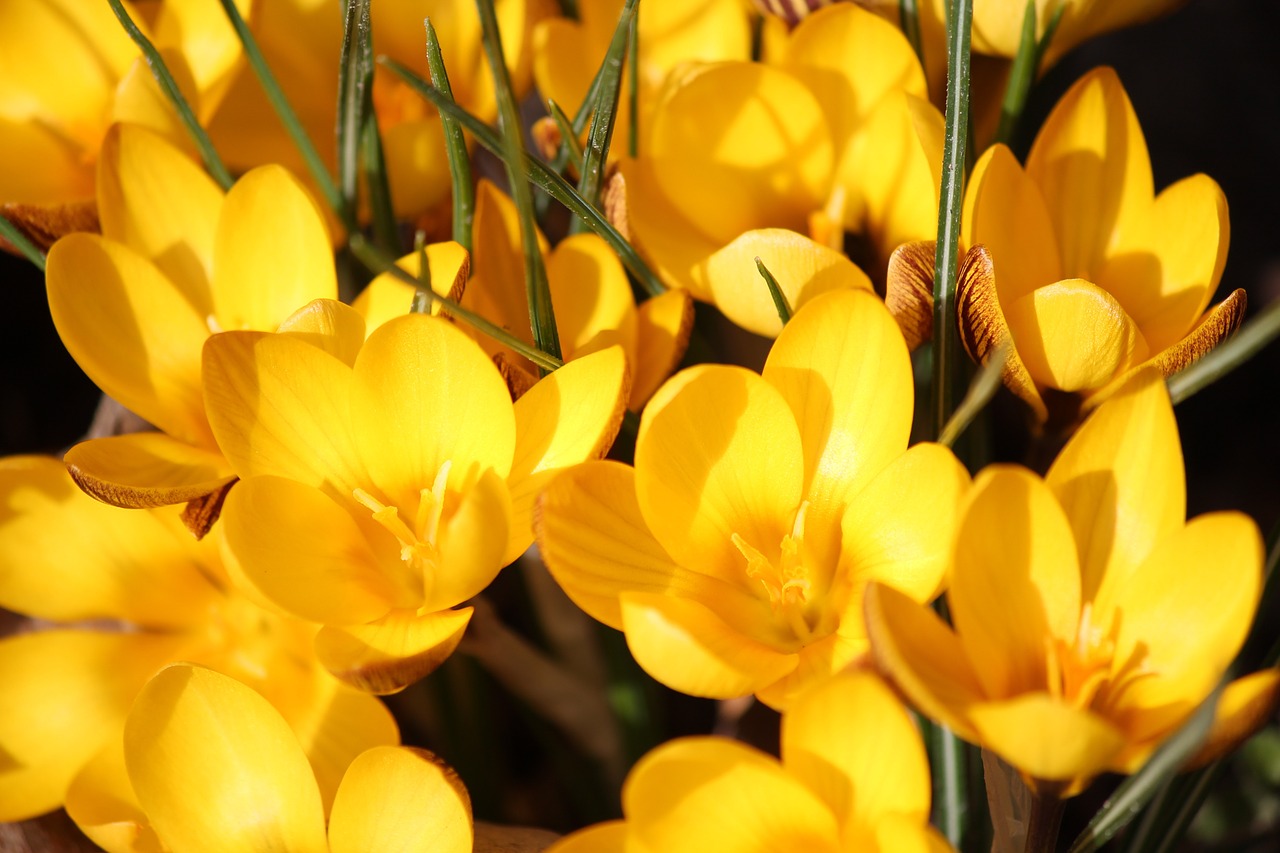 Crocus, Pavasaris, Geltona, Gėlė, Žiedas, Žydėti, Augalas, Uždaryti, Pavasario Gėlė, Sodas