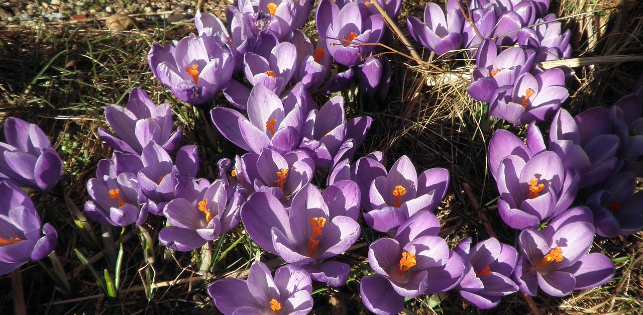 Crocus, Pavasaris, Violetinė, Gėlė, Pavasario Gėlė, Gamta, Violetinė, Lenz, Nemokamos Nuotraukos,  Nemokama Licenzija