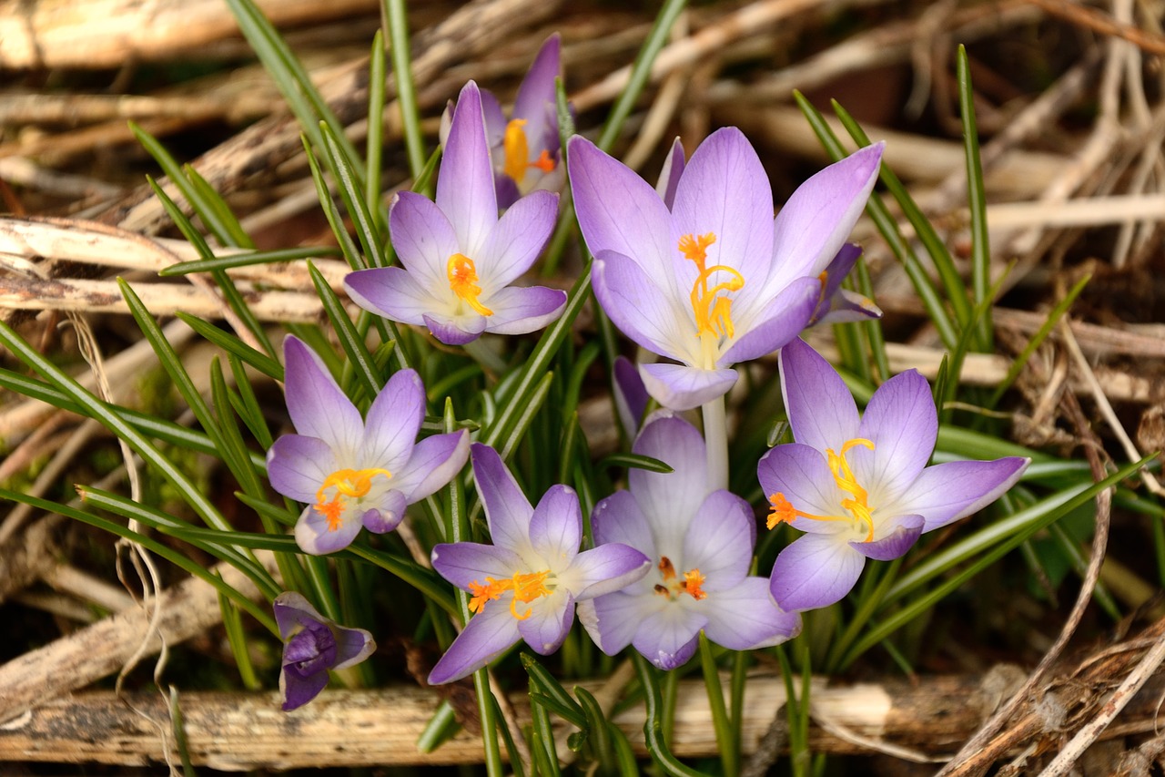 Crocus, Laukinis Krokusas, Pavasario Pabudimas, Pavasario Žiedai, Gėlė, Ankstyvas Bloomer, Gamta, Pavasaris, Nemokamos Nuotraukos,  Nemokama Licenzija