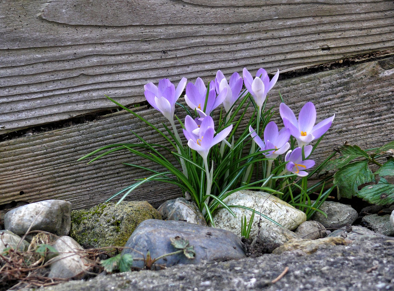 Crocus, Pavasaris, Pavasario Gėlė, Gamta, Bühen, Sodas, Pavasario Pranašys, Gėlė, Akmenys, Mediena