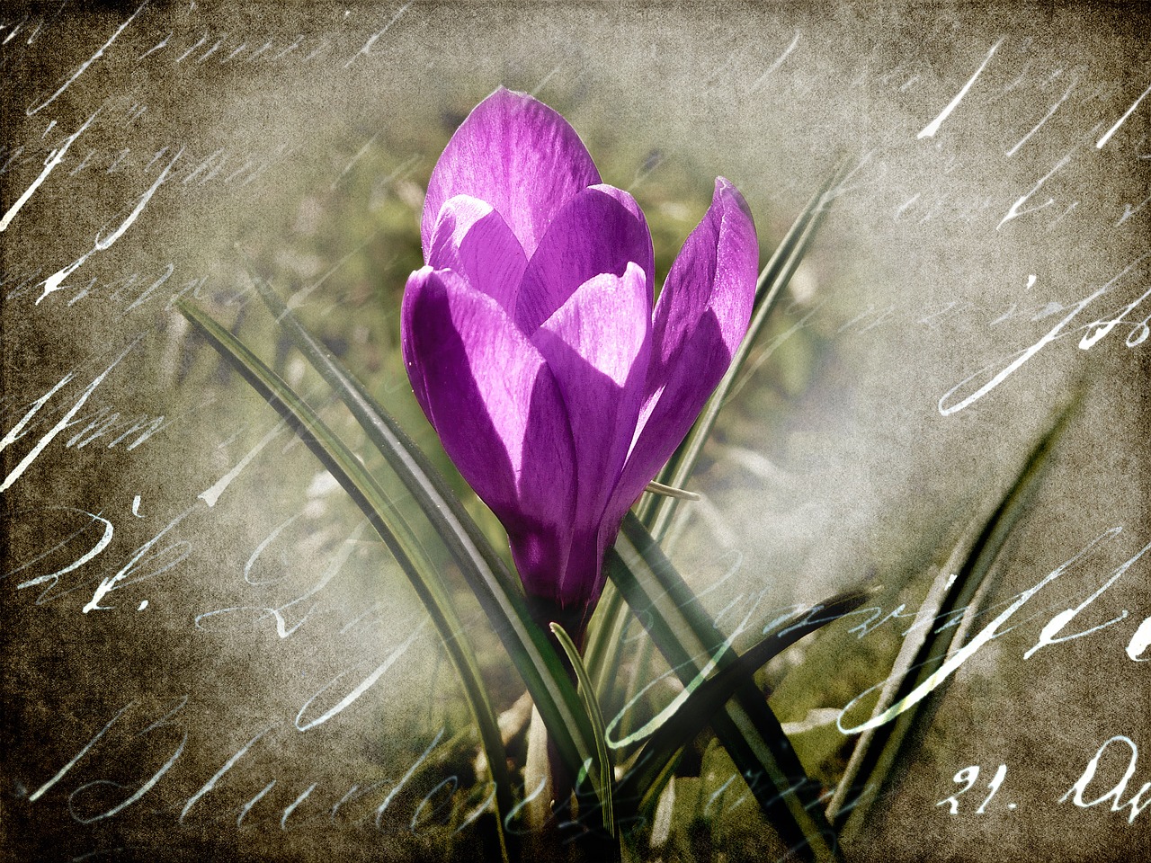 Crocus, Gėlė, Žiedas, Žydėti, Pavasaris, Uždaryti, Violetinė, Šrifto, Rašysenos, Makro