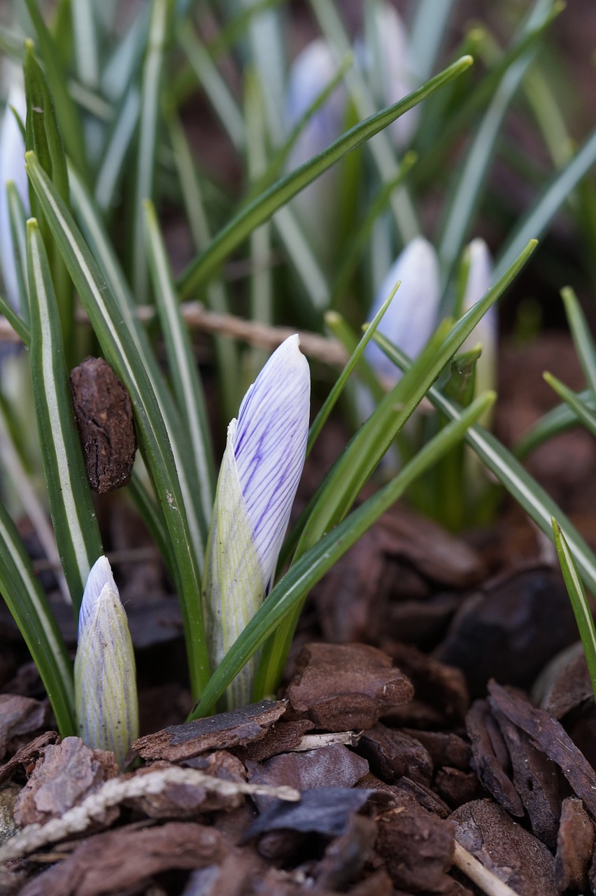 Crocus, Sodas, Žiemos Pabaiga, Budas, Ankstyvas Bloomer, Pavasaris, Violetinė, Augalas, Gėlė, Gamta