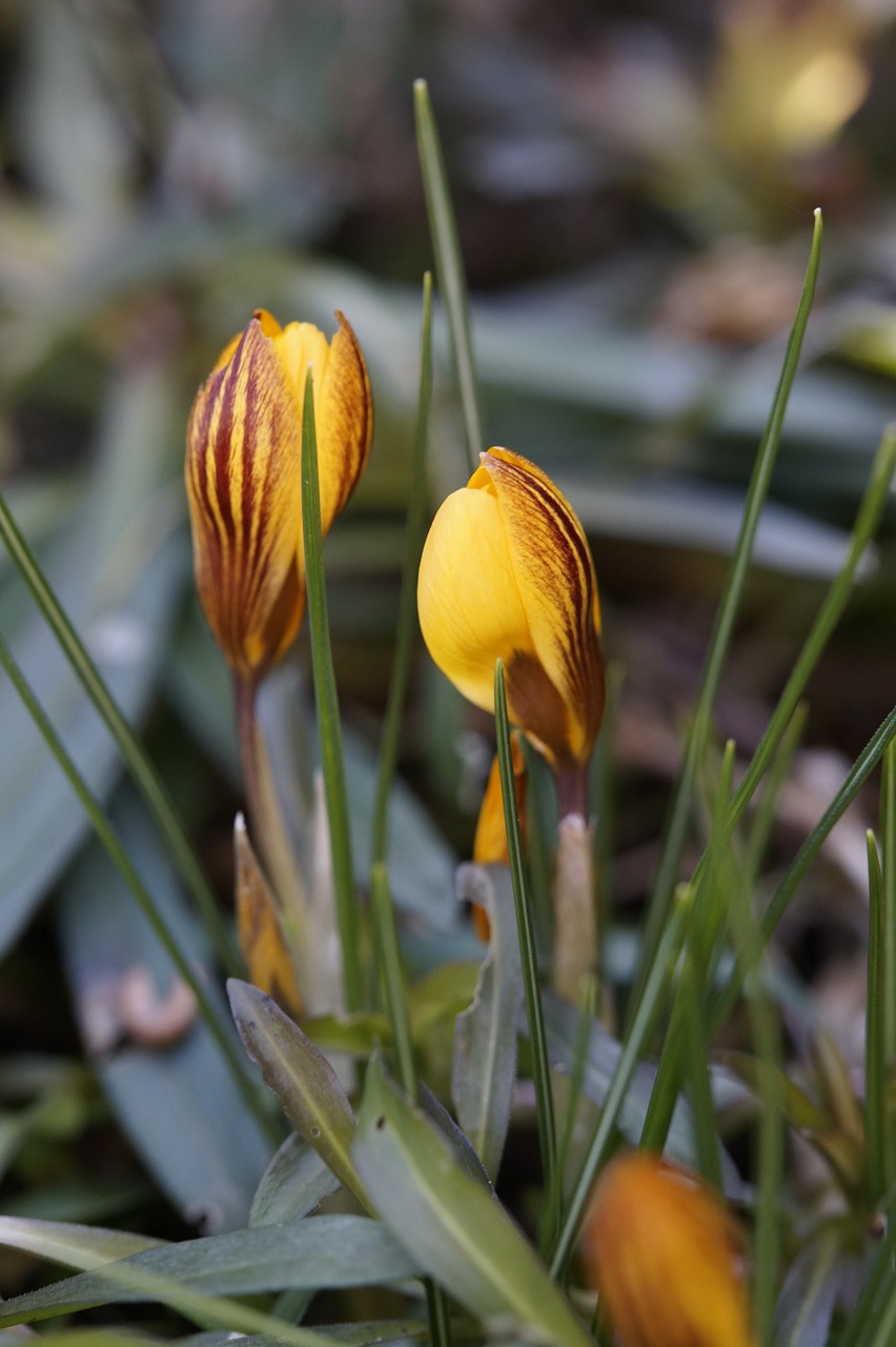 Crocus, Sodas, Žiemos Pabaiga, Budas, Ankstyvas Bloomer, Pavasaris, Geltona, Augalas, Gėlė, Gamta