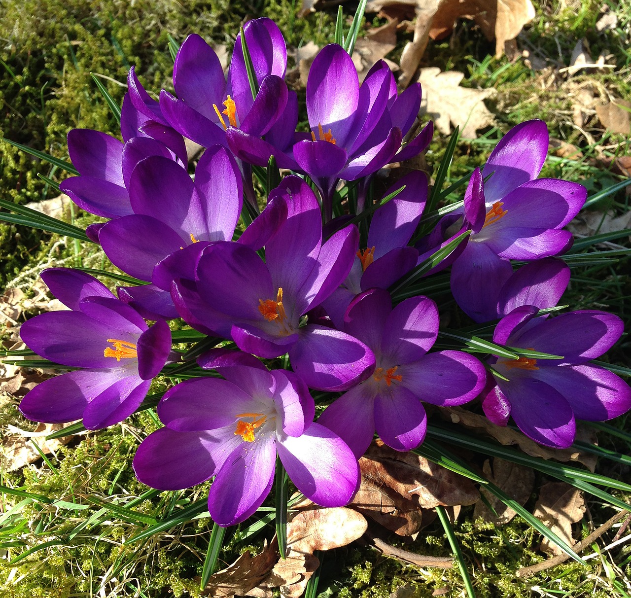 Crocus, Pavasario Gėlės, Gėlės, Violetinė, Pavasaris, Gėlių Svogūnėliai, Velykos, Nemokamos Nuotraukos,  Nemokama Licenzija