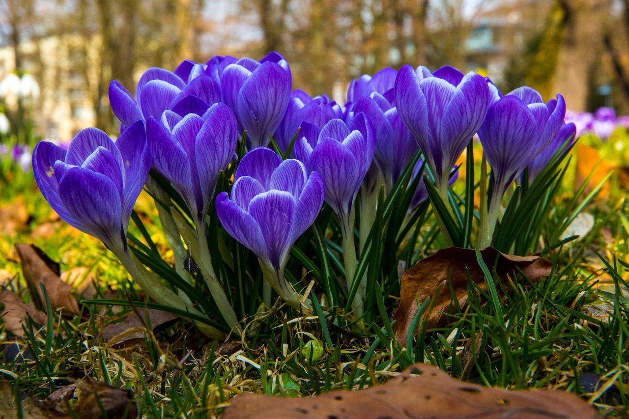 Crocus, Žiedas, Žydėti, Gėlė, Pavasaris, Violetinė, Pavasario Gėlė, Augalas, Žydėti, Parkas